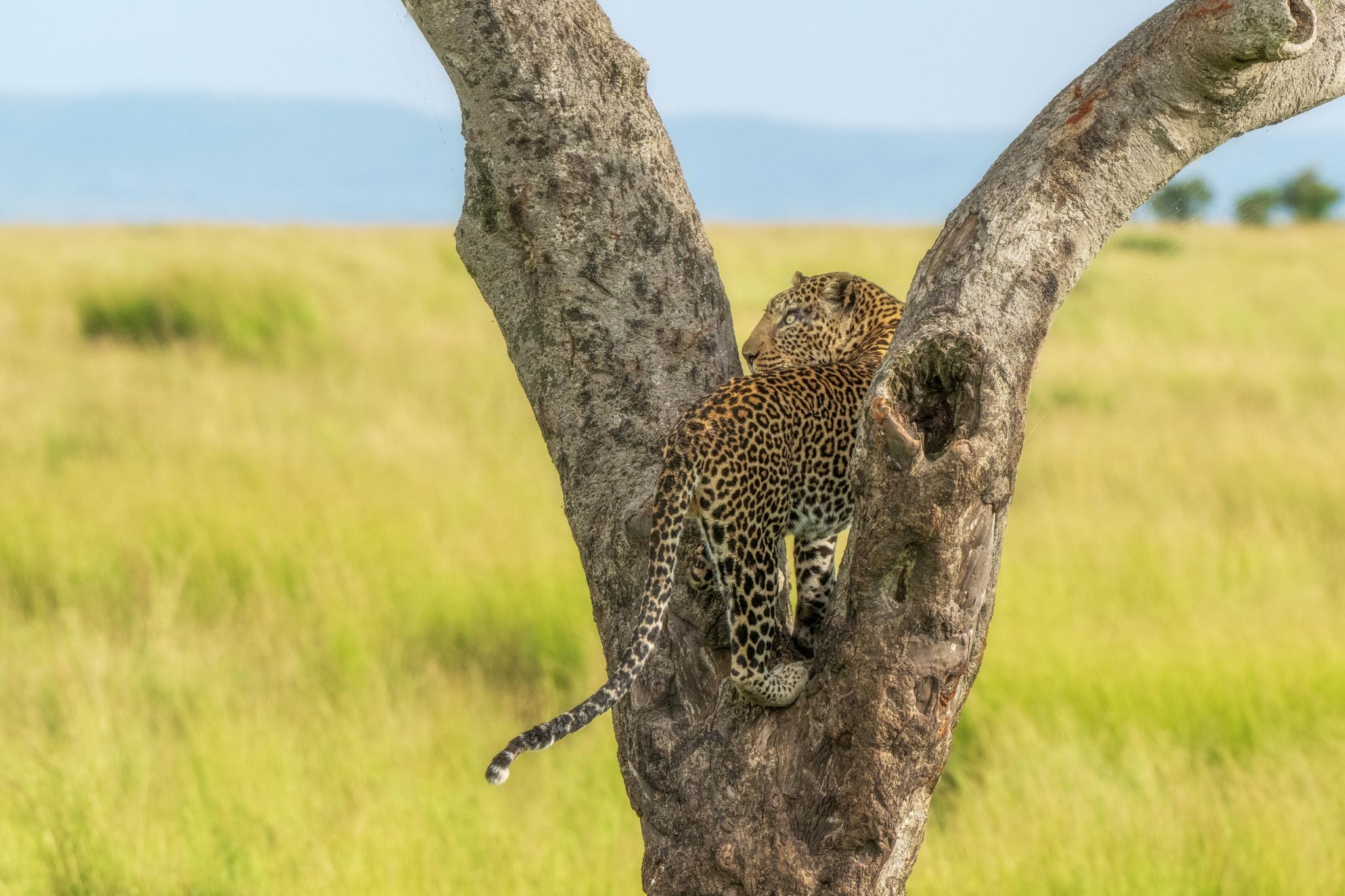 Bandhavgarh & Kanha Tiger Safari