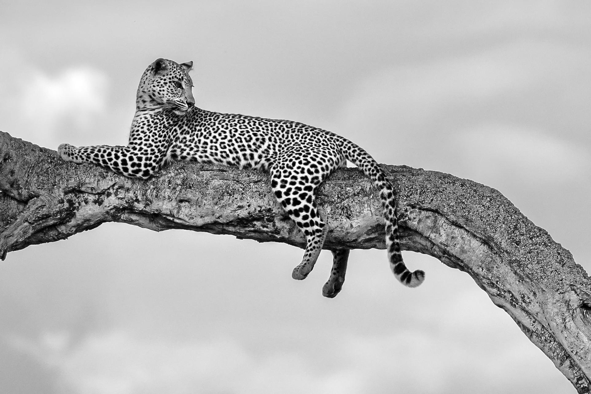Masai Mara Great Migration Safari