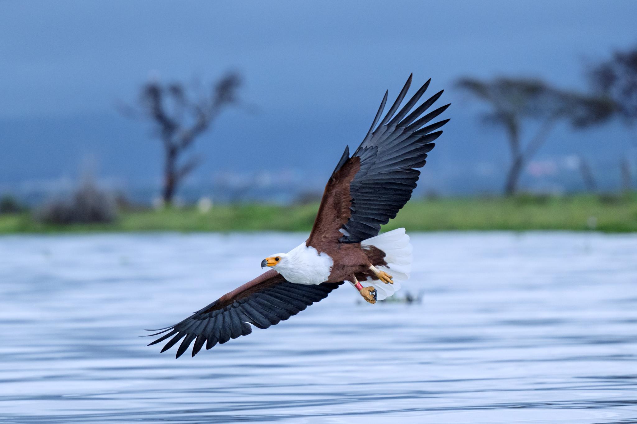 Amboseli: Land of Giants