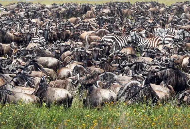 Annual Migration - Big Five $2200 PPS